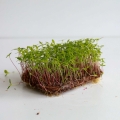 Tagette Peruvian Edible Microgreens Seeds.jpg
