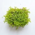 Peruvian Tagette Microgreens Seeds .jpg