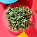 radish rose microgreens leaves
