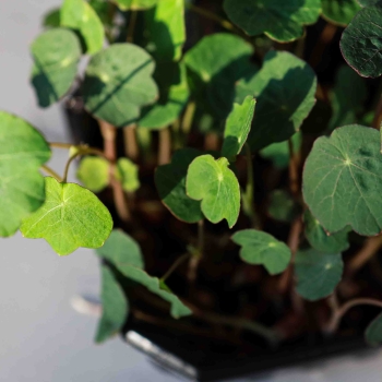 Nasturtium, King Theo Microgreens Seeds