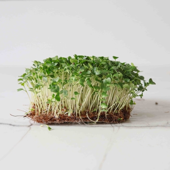 Broccoli, Calabrese Microgreens Seeds