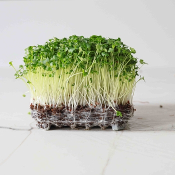 Broccoli, Raab Microgreens Seeds