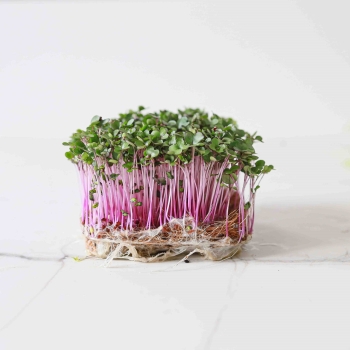 Cabbage, Red Microgreens Seeds