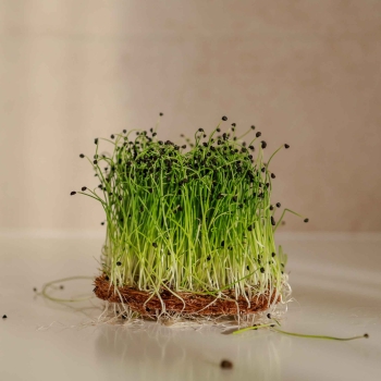 Chinese Chives - Garlic, Microgreens Seeds