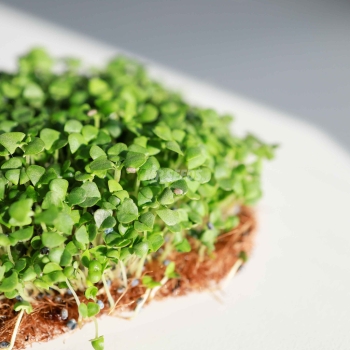 Basil, Cinnamon Microgreens Seeds