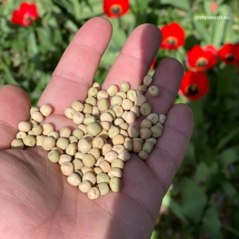 Pea, White - Microgreens seeds