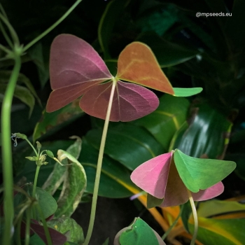 Oxalis Triangularis Sanne Bulbs