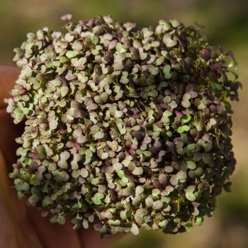 Mizuna, Red Frills Microgreens Seeds