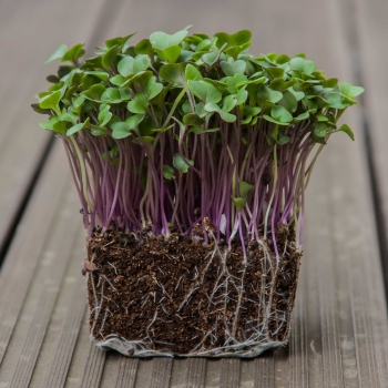 Kohlrabi, Red Microgreens Seeds