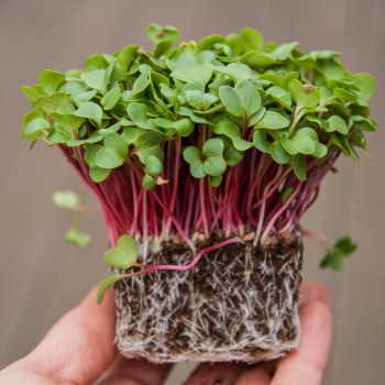 Radish, Pink Microgreens seeds