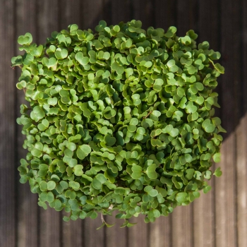 Arugula, Rocket Microgreens Seeds