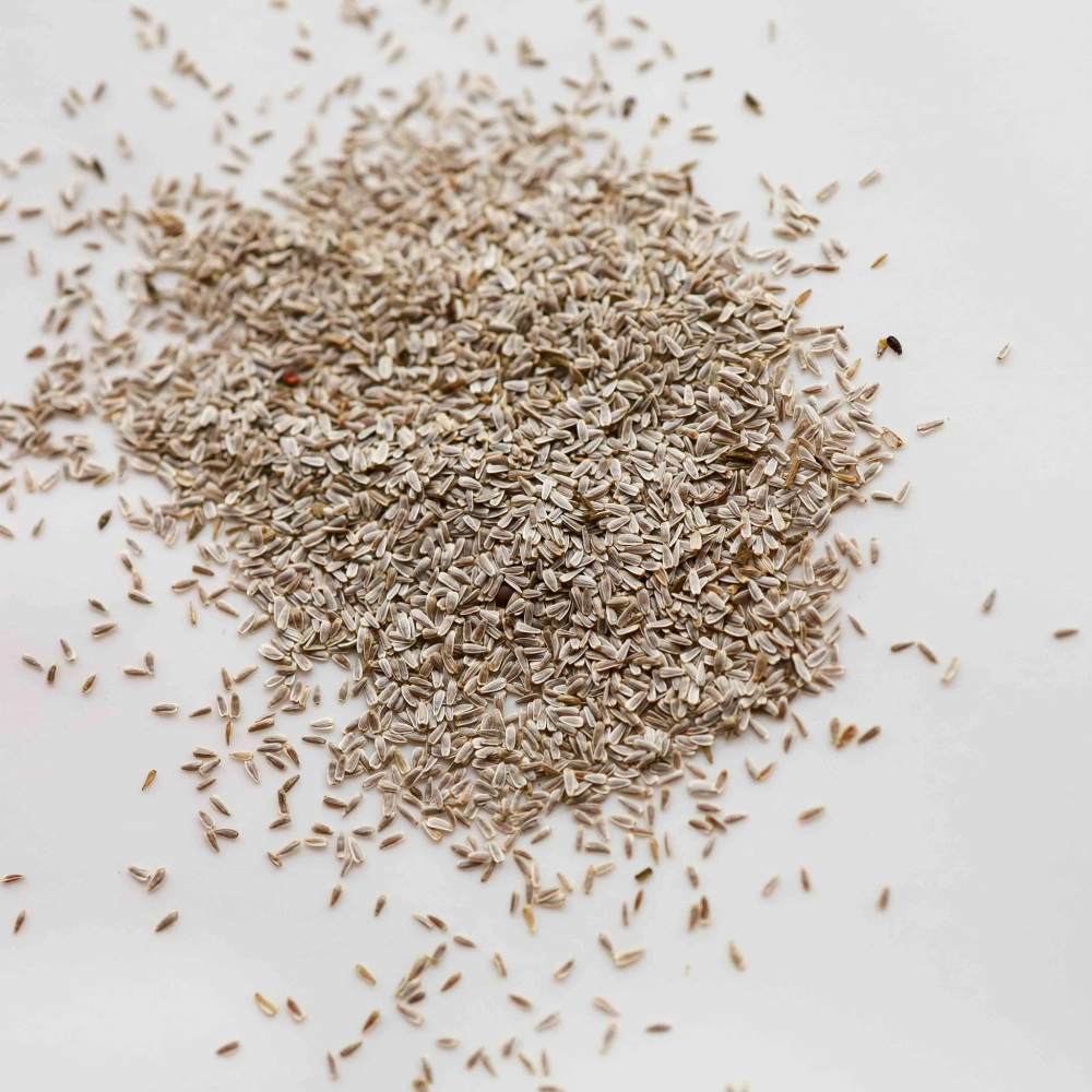 Yarrow White Microgreens Seeds -7384.jpg