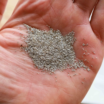 Yarrow White Edible Leaves Seeds -7382.jpg