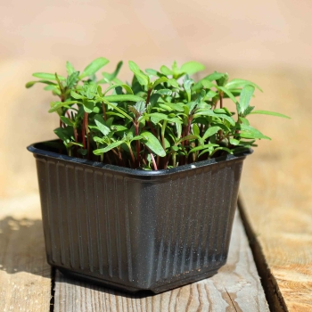 Tagette Pink Microgreens in a pot.jpg
