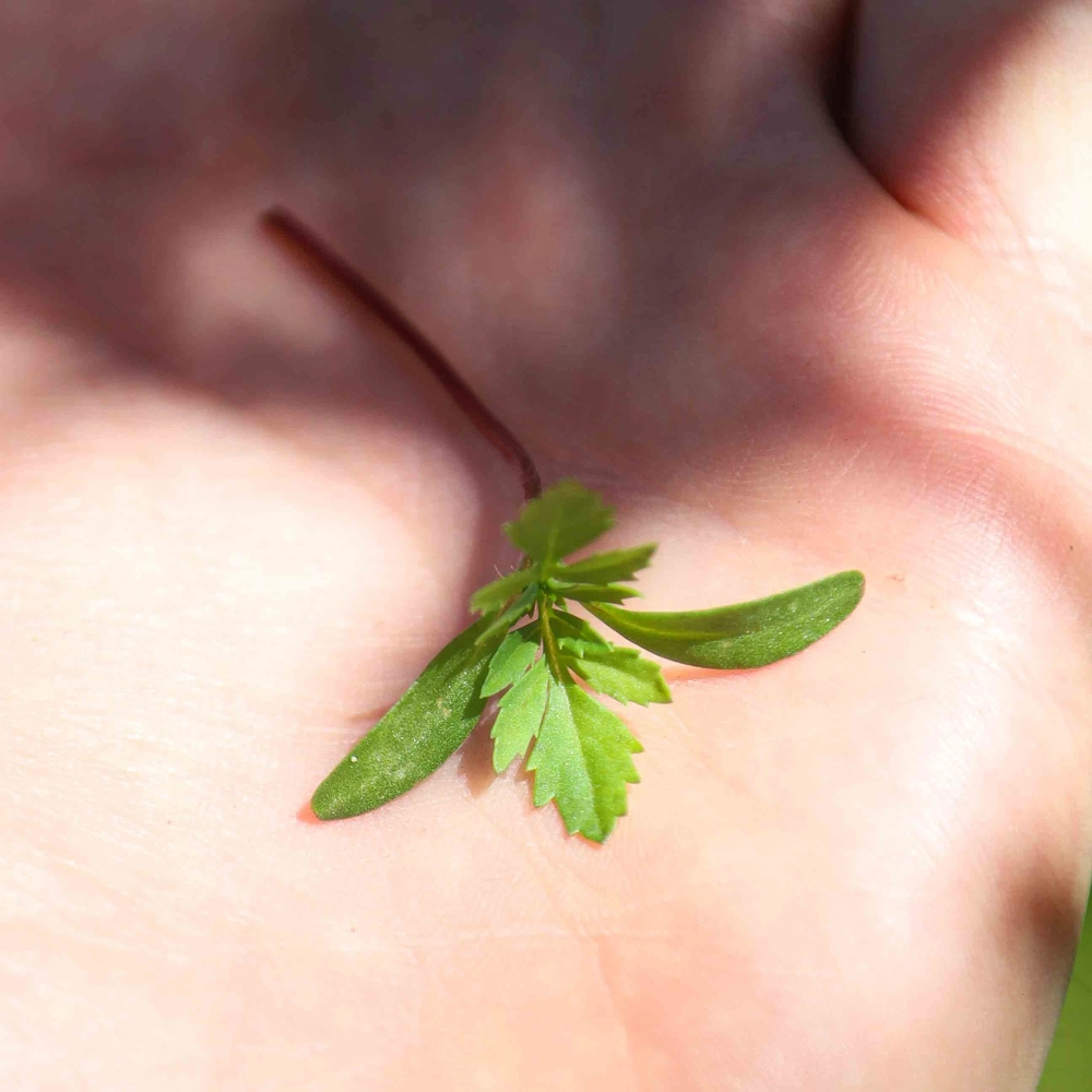 Tagette Pink Microgreens leaf.jpg