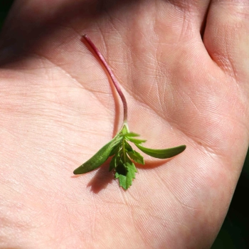Tagette Pink Microgreens on hand