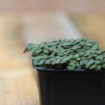 Perilla Red Shiso Microgreens Seeds-1957.jpg