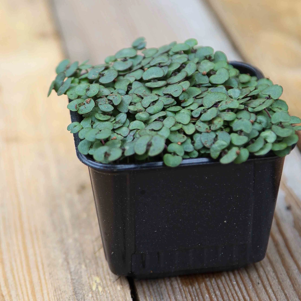 Perilla Red Shiso Microgreens Seeds-1958.jpg