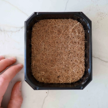 Coco for Growing Microgreens-7480.jpg