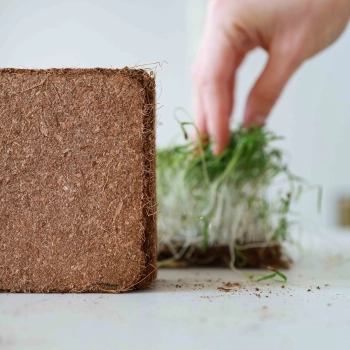 Coco for Growing Microgreens-7464.jpg