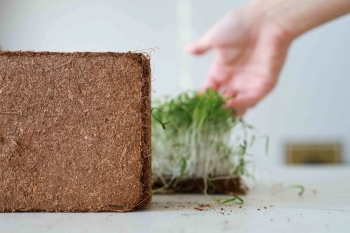 Coco for Growing Microgreens-7469.jpg
