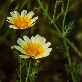 Shungiku edible flowers.jpg