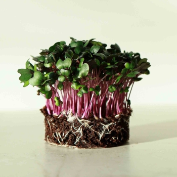 Cabbage-Red-Micro-greens-seeds.jpg