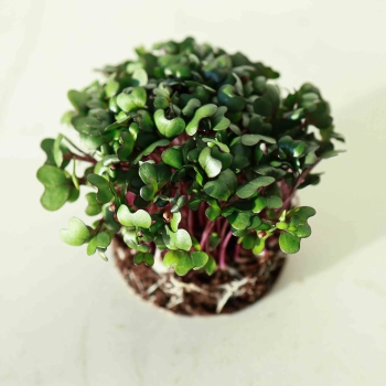 Cabbage-Red-Microgreens.jpg