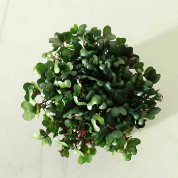 Microgreens-Red-Cabbage-Seeds.jpg