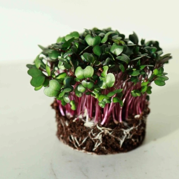 Red,Cabbage-Microgreens-seeds.jpg