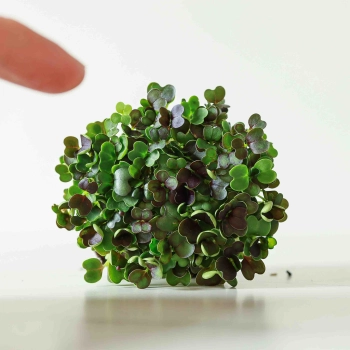 Pak Choi-Red-Micro-greens-Seeds.jpg
