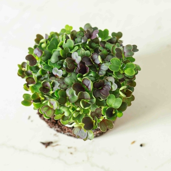 PakChoi Red Microgreens Seeds.jpg