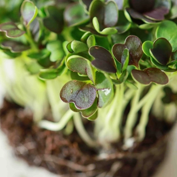 Red PakChoi Microgreens Seeds.jpg