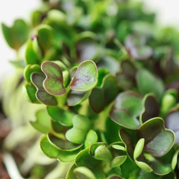 Red Pak Choi Microgreens Seeds