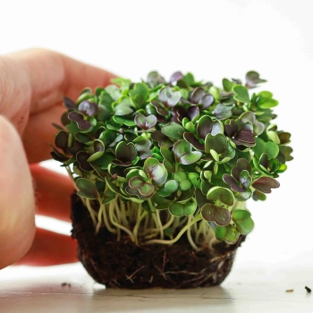 PakChoi Red Micro Greens seeds