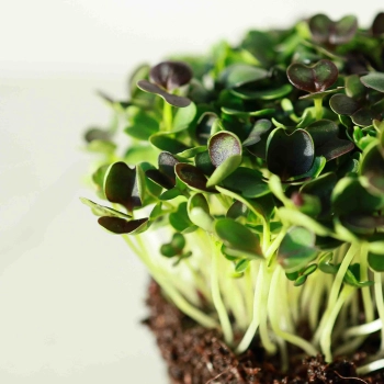 Micro PakChoi Red Microgreens Seeds