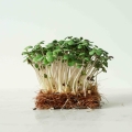 White Mustard Micro Greens Seeds.jpg