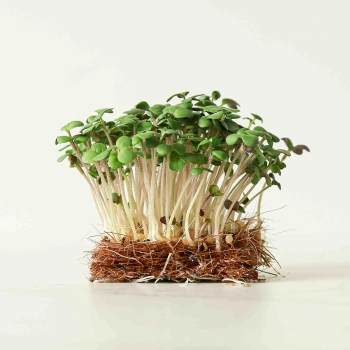 Mustard-White-Microgreens-Seeds-6819.jpg