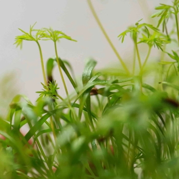 Fennel Microgreens.jpg