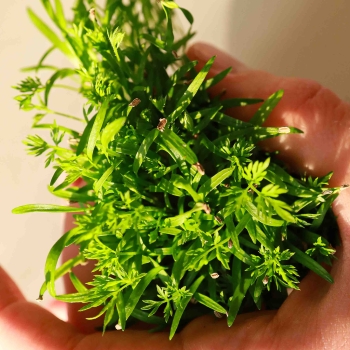 Carrot-Micro-greens-Seeds-7075.jpg