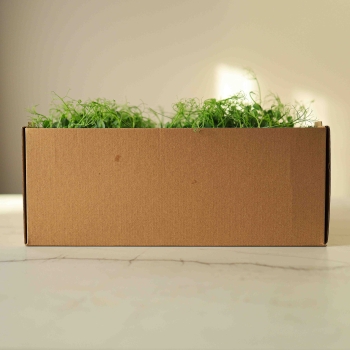 Micro-leafes-transport-box.jpg