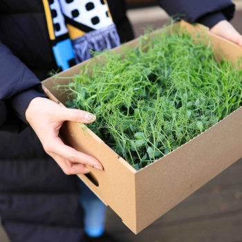 Transport-box-for-microgreens.jpg