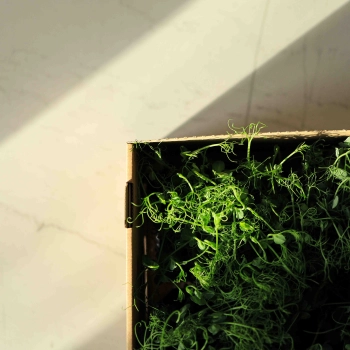 delivery-box-for-microgreens.jpg