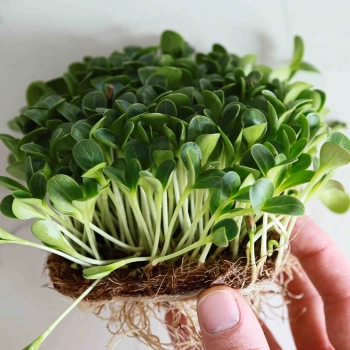 Seeds for growing Milk Thistle Microgreens-9598.jpg