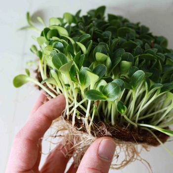 Fully Grown Milk Thistle Microgreens Seeds 9600.jpg