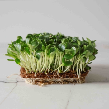 Milk Thistle Microgreens Seeds