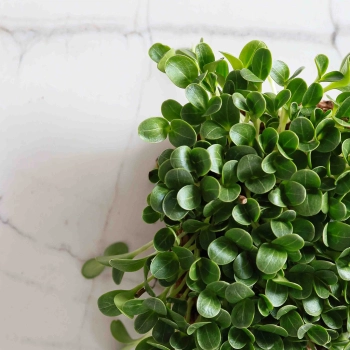 Milk Thistle Microgreens Seeds -9597.jpg