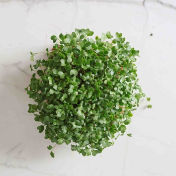 Broccoli Calabrese Microgreens-9554.jpg