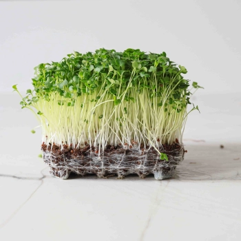 Broccoli RaabMicrogreens-9498.jpg