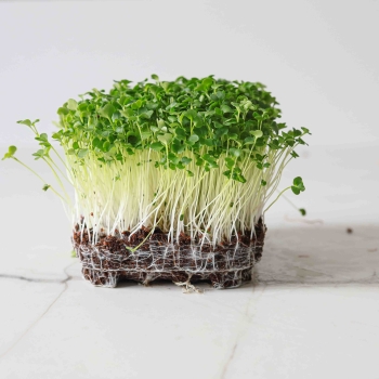 Broccoli Raab Microgreens-9499.jpg
